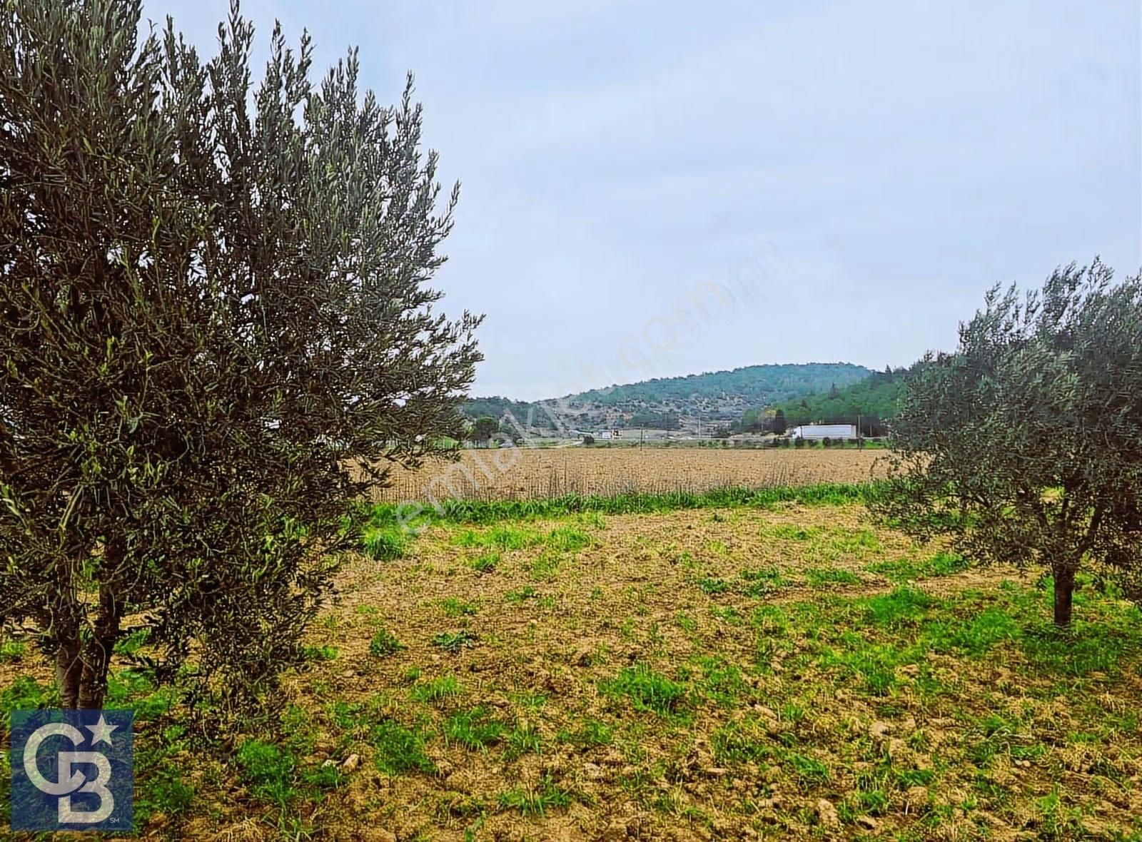 Cb Odak'tan Bergama'da Ana Yola 120m 5.5 Dönüm Tarla! - Görsel 15