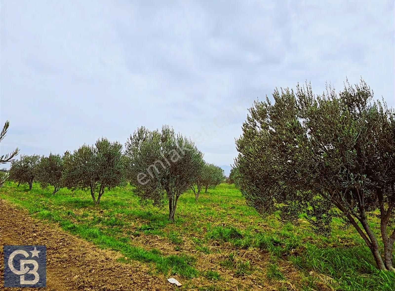 Cb Odak'tan Bergama'da Ana Yola 120m 5.5 Dönüm Tarla!