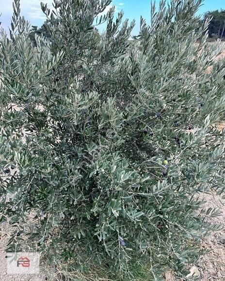 Manisa Soma Fahri Sertel Emlaktan Satılık Zeytinlik - Görsel 5
