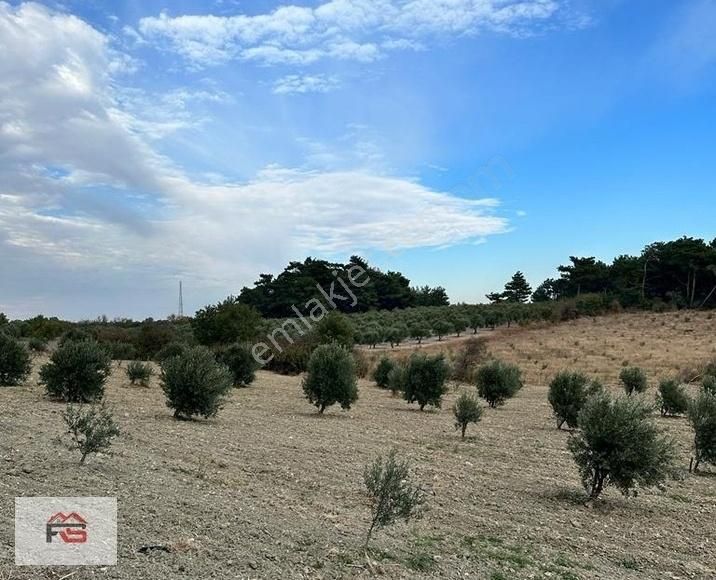 Manisa Soma Fahri Sertel Emlaktan Satılık Zeytinlik - Görsel 3