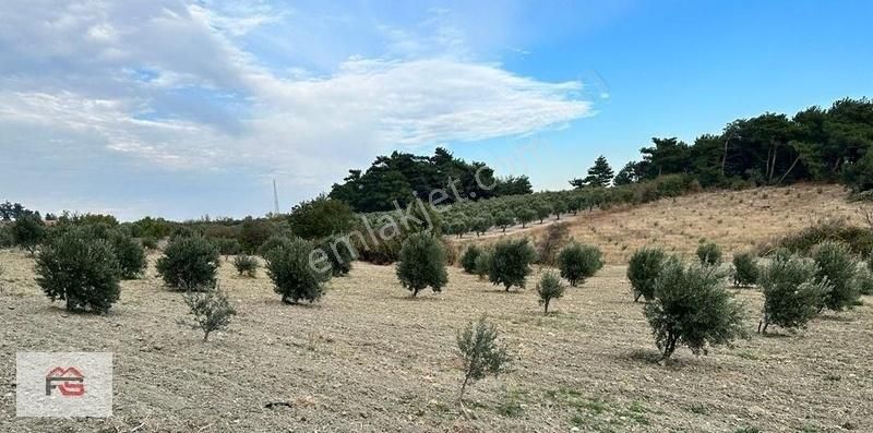 Manisa Soma Fahri Sertel Emlaktan Satılık Zeytinlik - Görsel 2