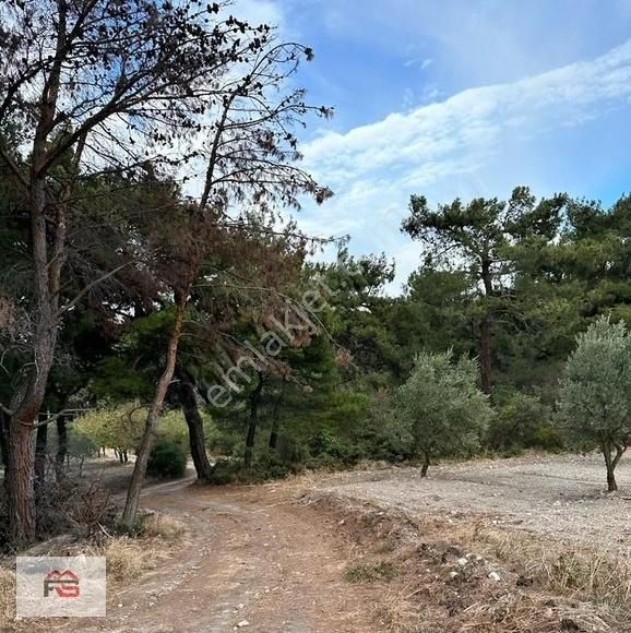 Manisa Soma Fahri Sertel Emlaktan Satılık Zeytinlik