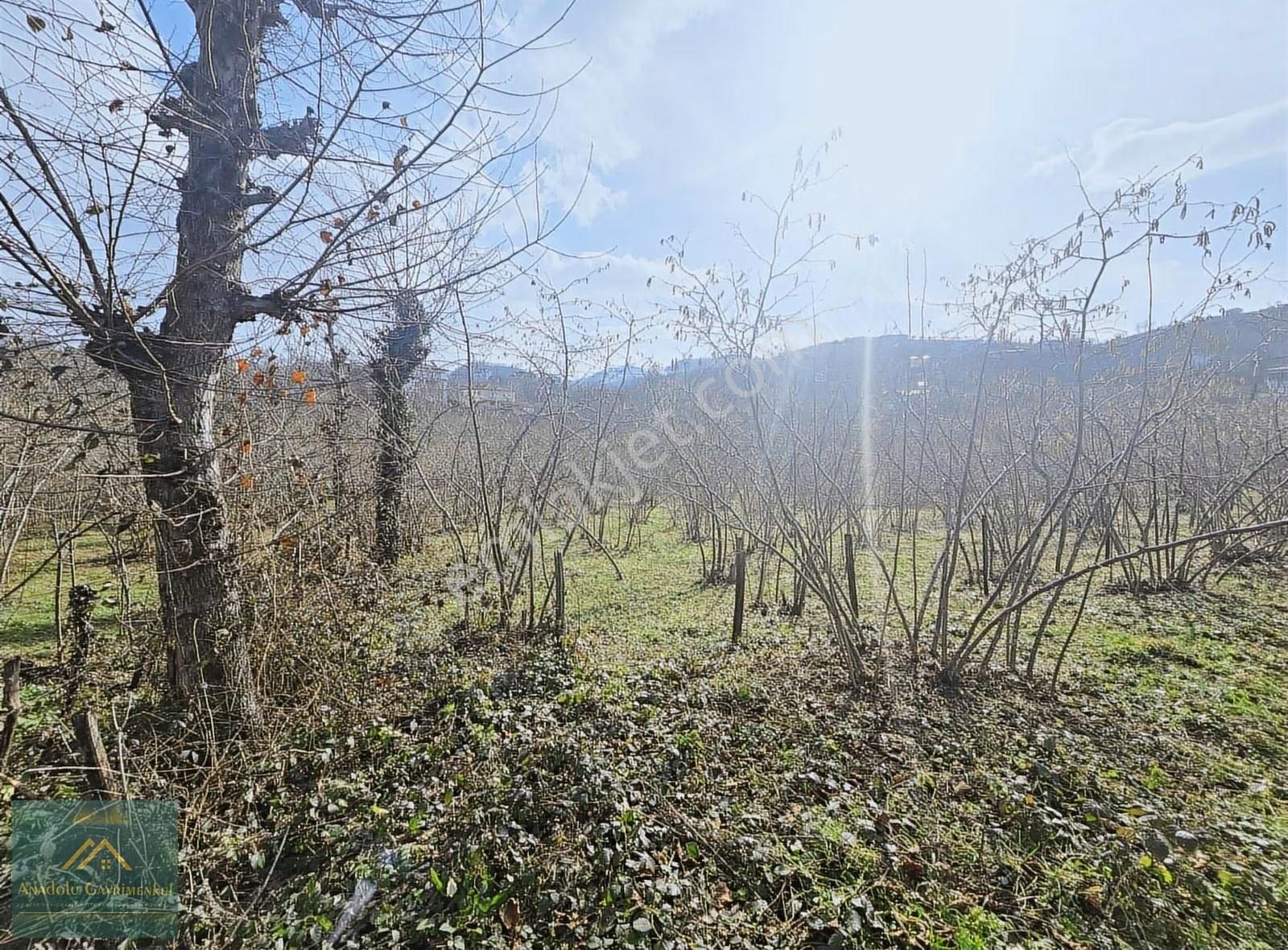 Anadolu Gayrimenkul'den Ordu Alembey'de Satılık Fındık Bahçesi - Görsel 6