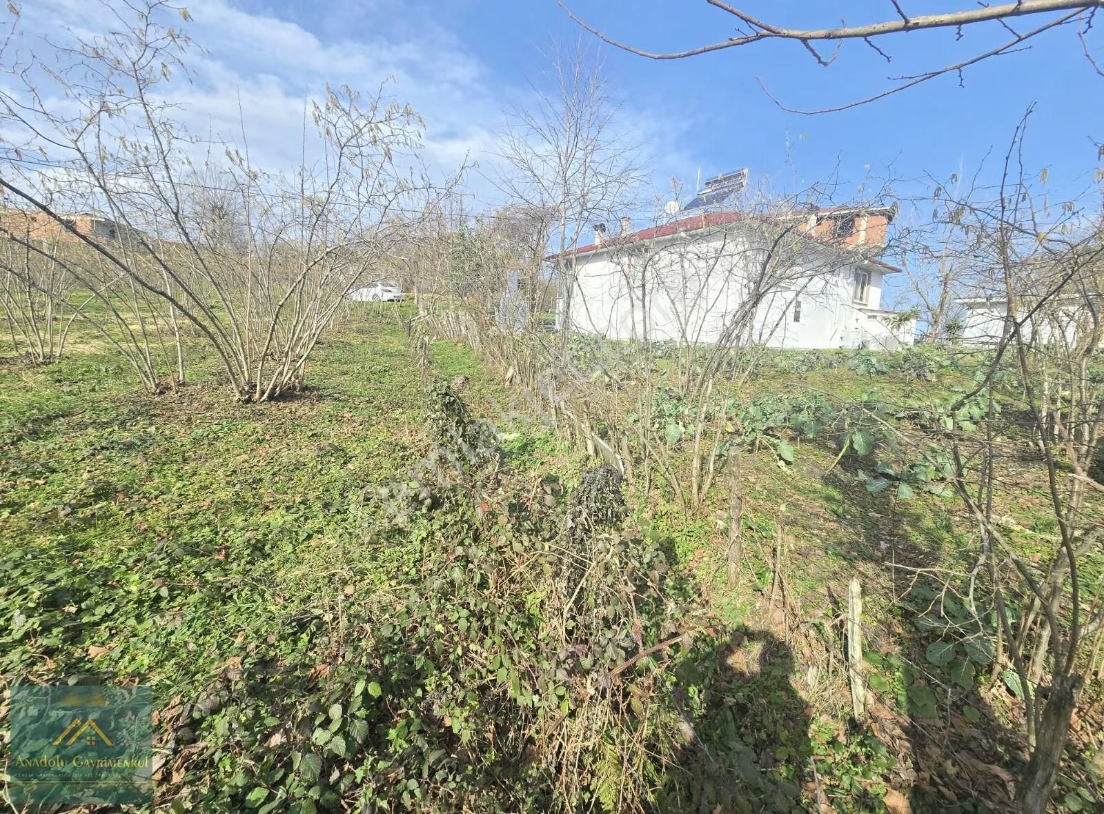 Anadolu Gayrimenkul'den Ordu Alembey'de Satılık Fındık Bahçesi - Görsel 8