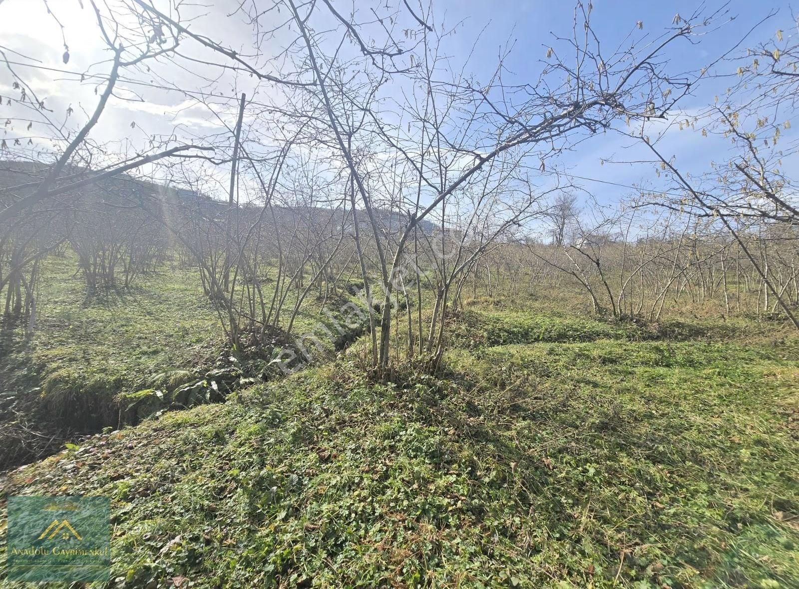 Anadolu Gayrimenkul'den Ordu Alembey'de Satılık Fındık Bahçesi - Görsel 7