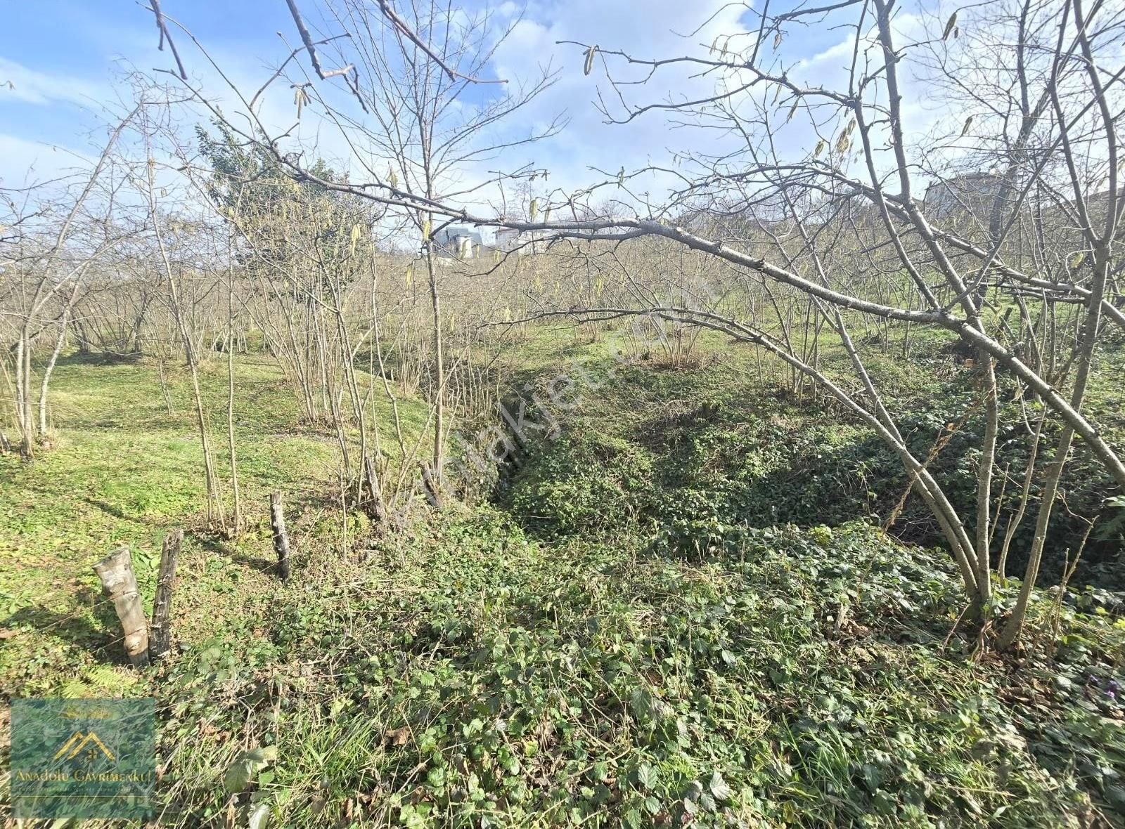 Anadolu Gayrimenkul'den Ordu Alembey'de Satılık Fındık Bahçesi - Görsel 9