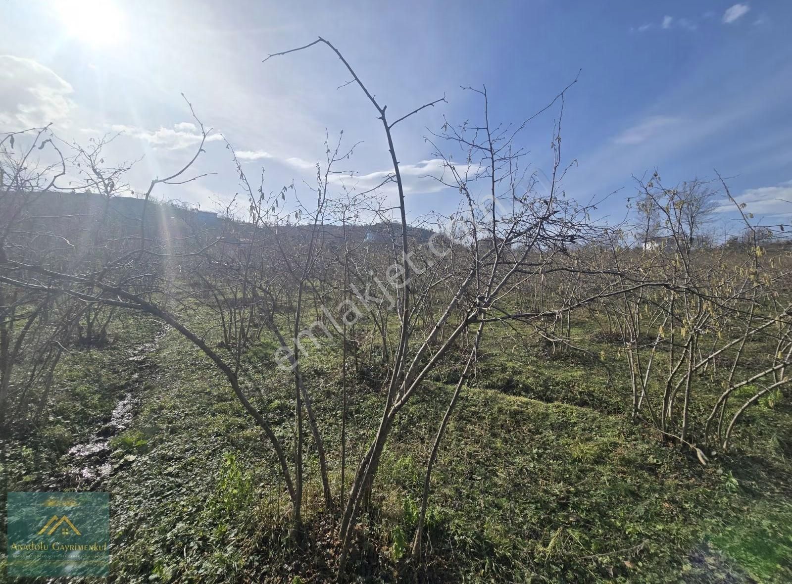 Anadolu Gayrimenkul'den Ordu Alembey'de Satılık Fındık Bahçesi - Görsel 4