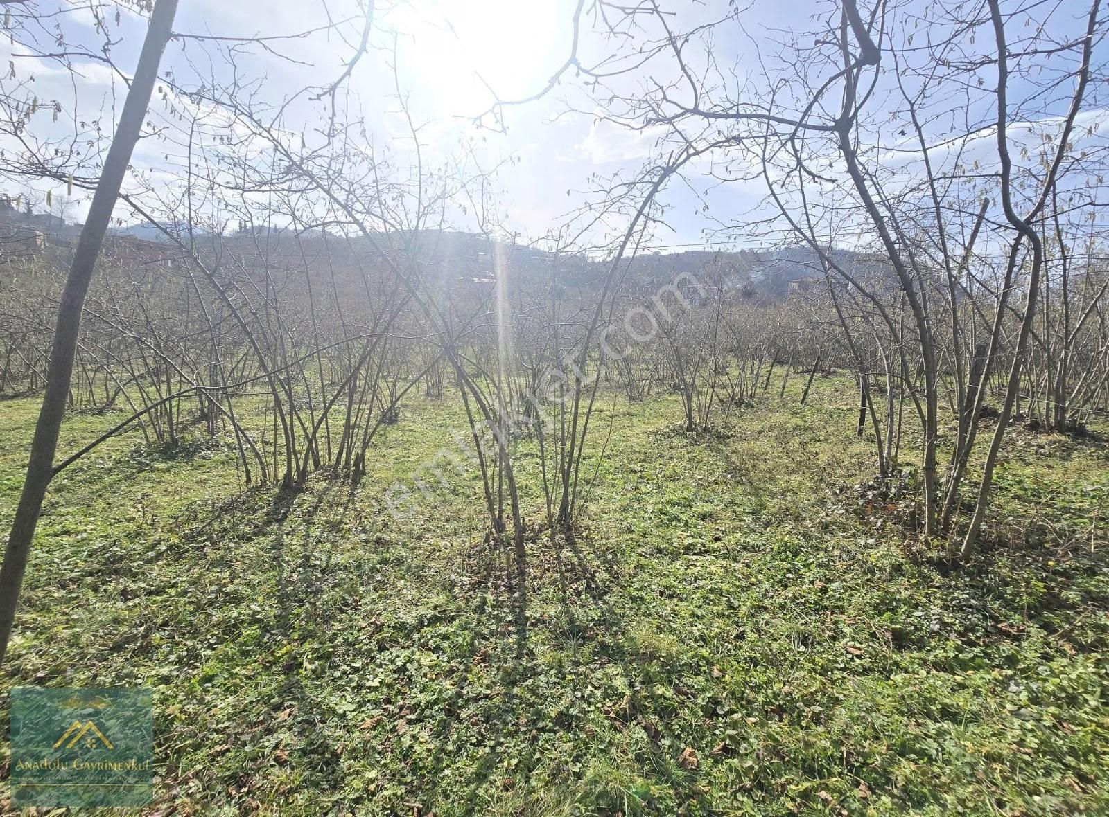 Anadolu Gayrimenkul'den Ordu Alembey'de Satılık Fındık Bahçesi - Görsel 5