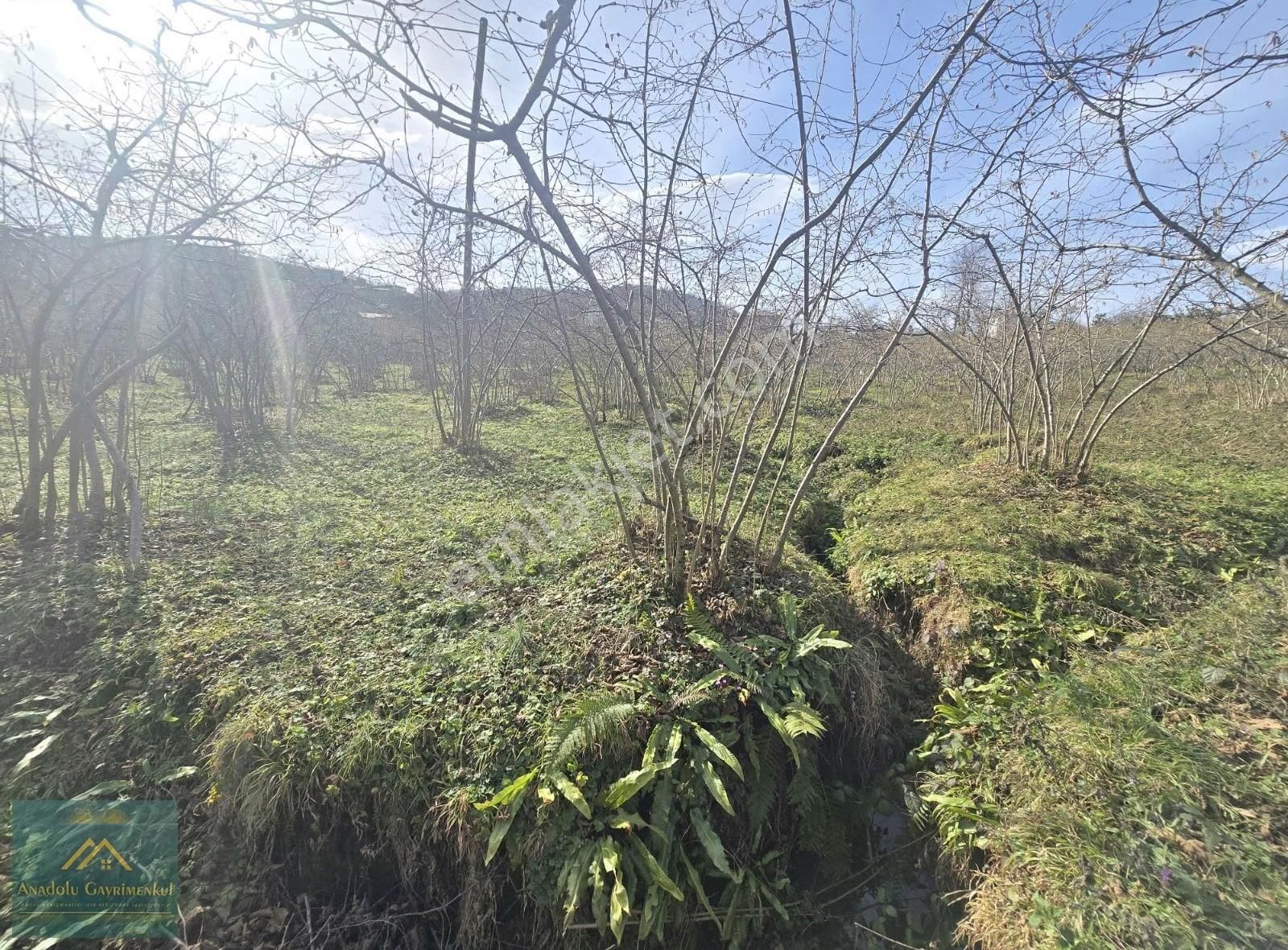 Anadolu Gayrimenkul'den Ordu Alembey'de Satılık Fındık Bahçesi - Görsel 2