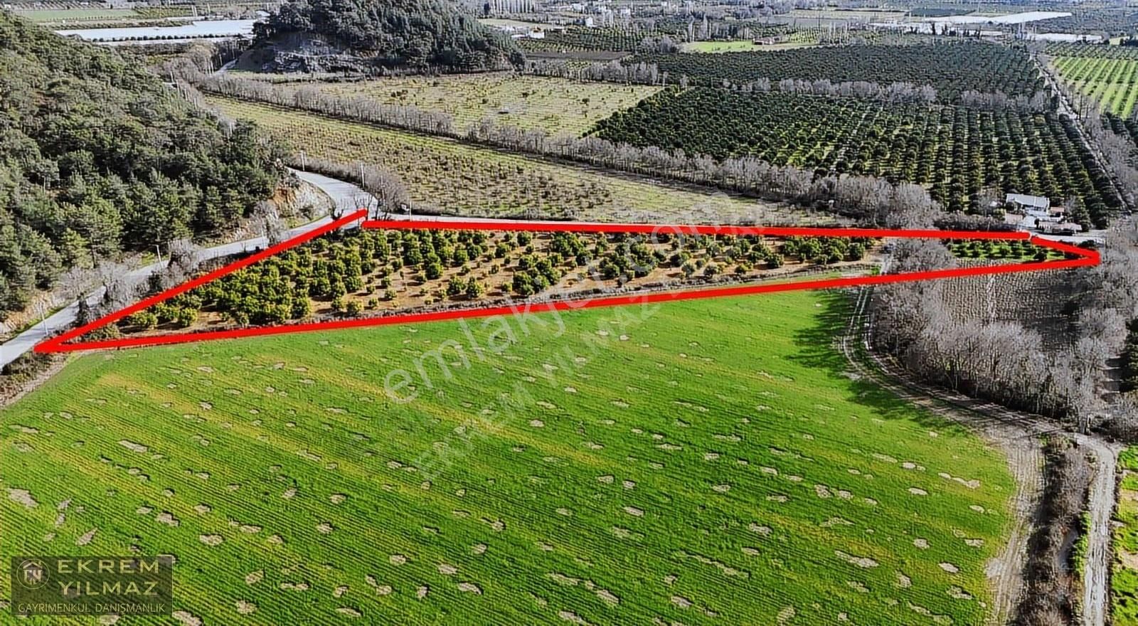 Ortaca'da Tepearasında 15.508 M² Narenciye Bahçesi: Yola Cepheli - Görsel 4