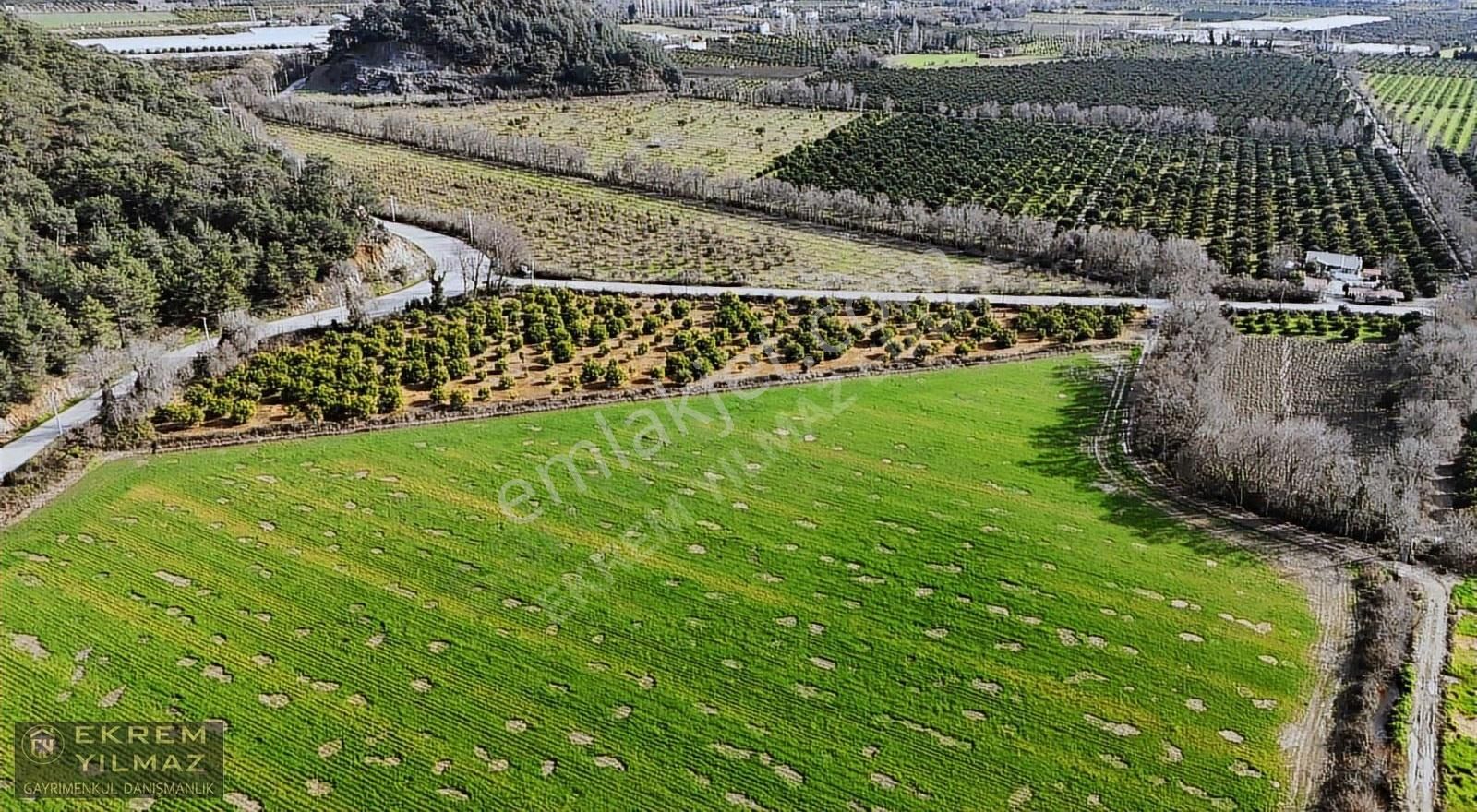 Ortaca'da Tepearasında 15.508 M² Narenciye Bahçesi: Yola Cepheli - Görsel 9