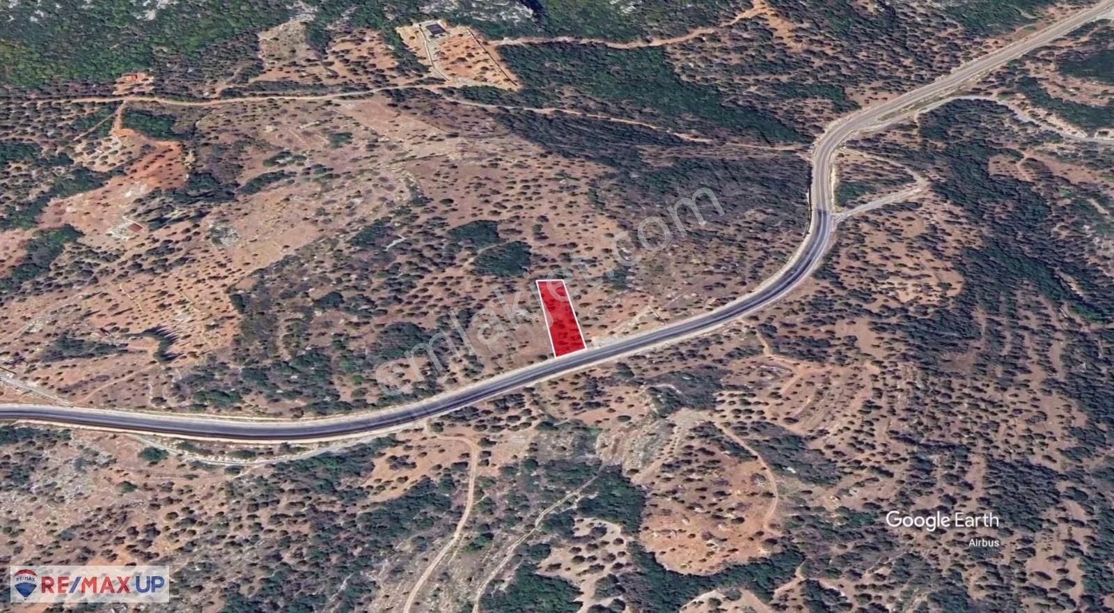 Karaburunda Ana Yola Cepheli Zeytinlik - Görsel 2