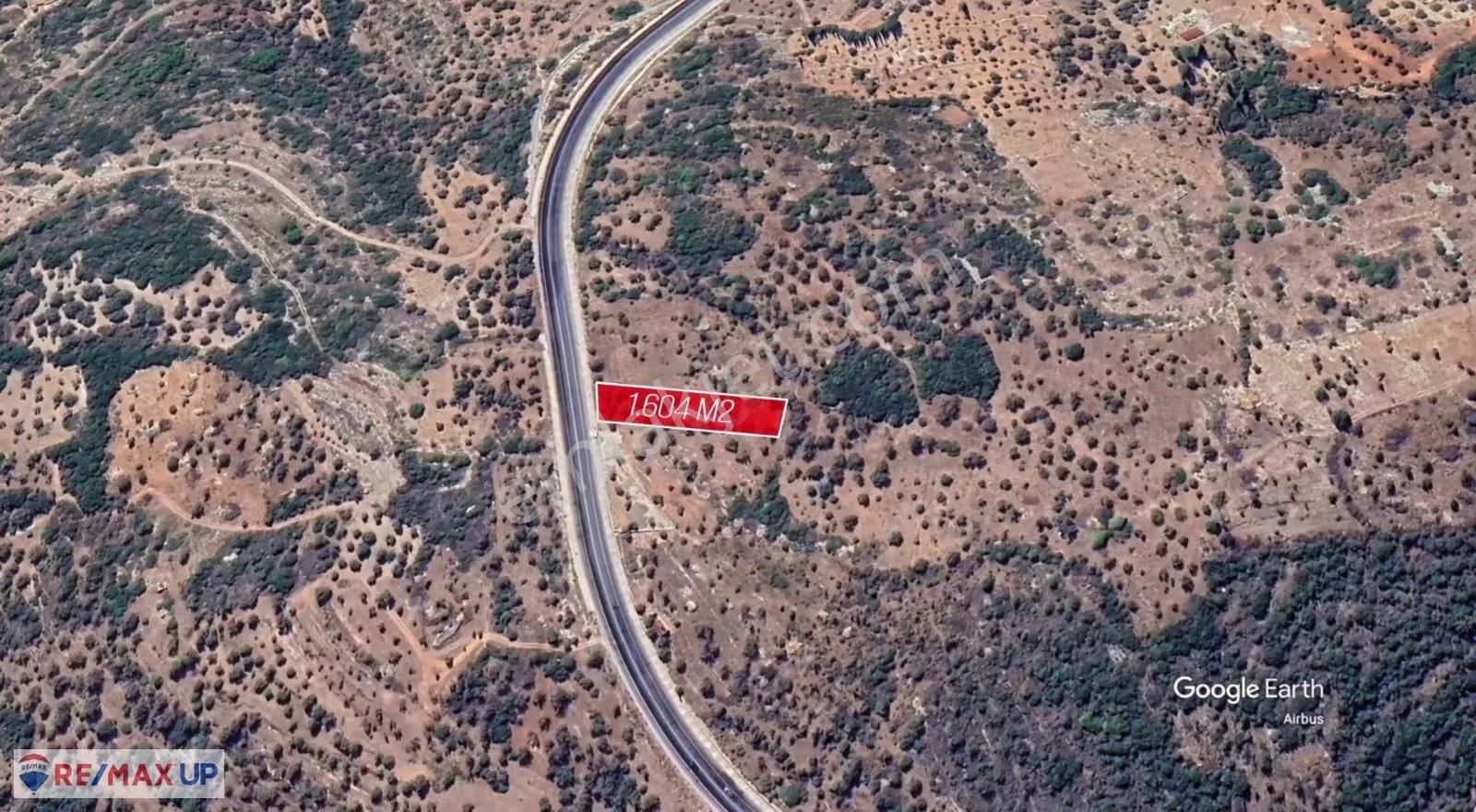 Karaburunda Ana Yola Cepheli Zeytinlik