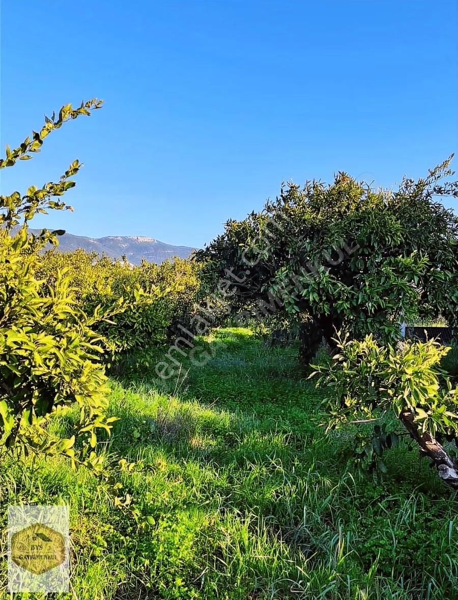 Bys'den Rızai Taksimli Yatırımlık Satılık Mandalina Bahçesi - Görsel 7