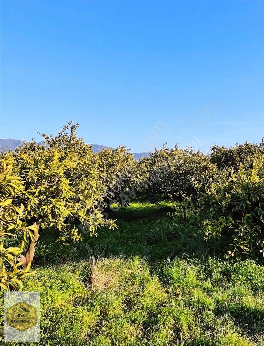 Bys'den Rızai Taksimli Yatırımlık Satılık Mandalina Bahçesi