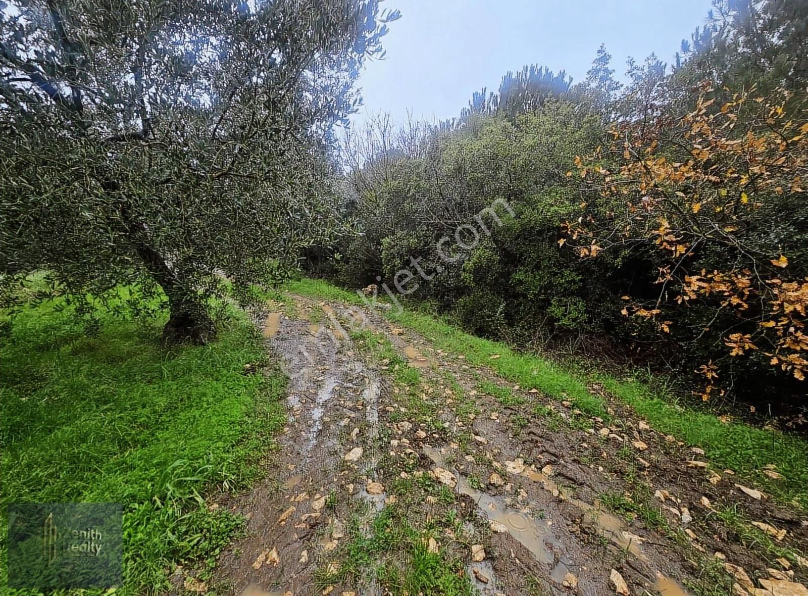 Mudanya Söğütpınar Mahallesinde 3225m2 Satılık Zeytinlik - Görsel 2