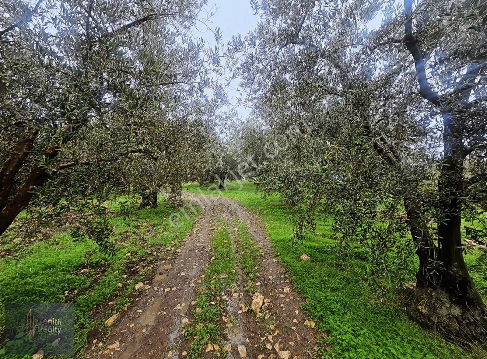 Mudanya Söğütpınar Mahallesinde 3225m2 Satılık Zeytinlik