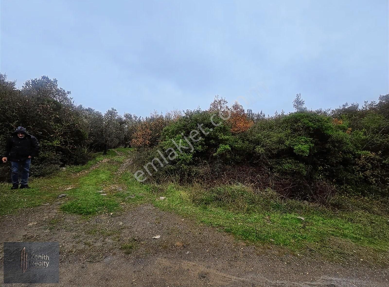 Mudanya Söğütpınar Mahallesinde 3225m2 Satılık Zeytinlik - Görsel 5