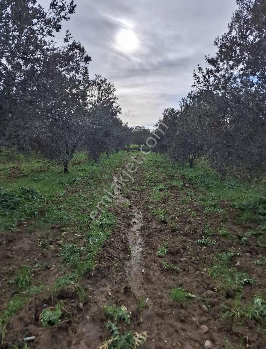 Gömeç Neşe Emlak Tan Satılık Zeytin Likin - Görsel 6