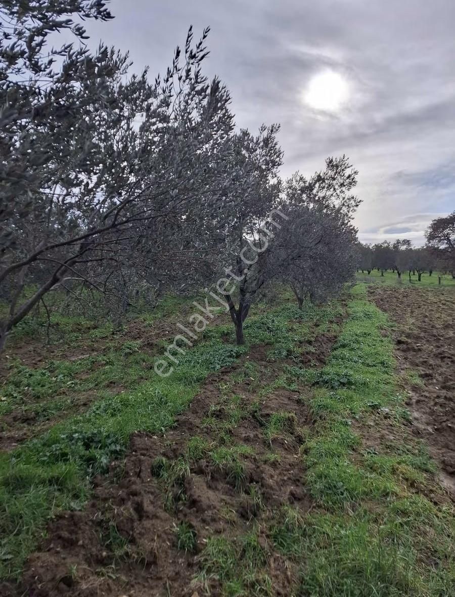 Gömeç Neşe Emlak Tan Satılık Zeytin Likin
