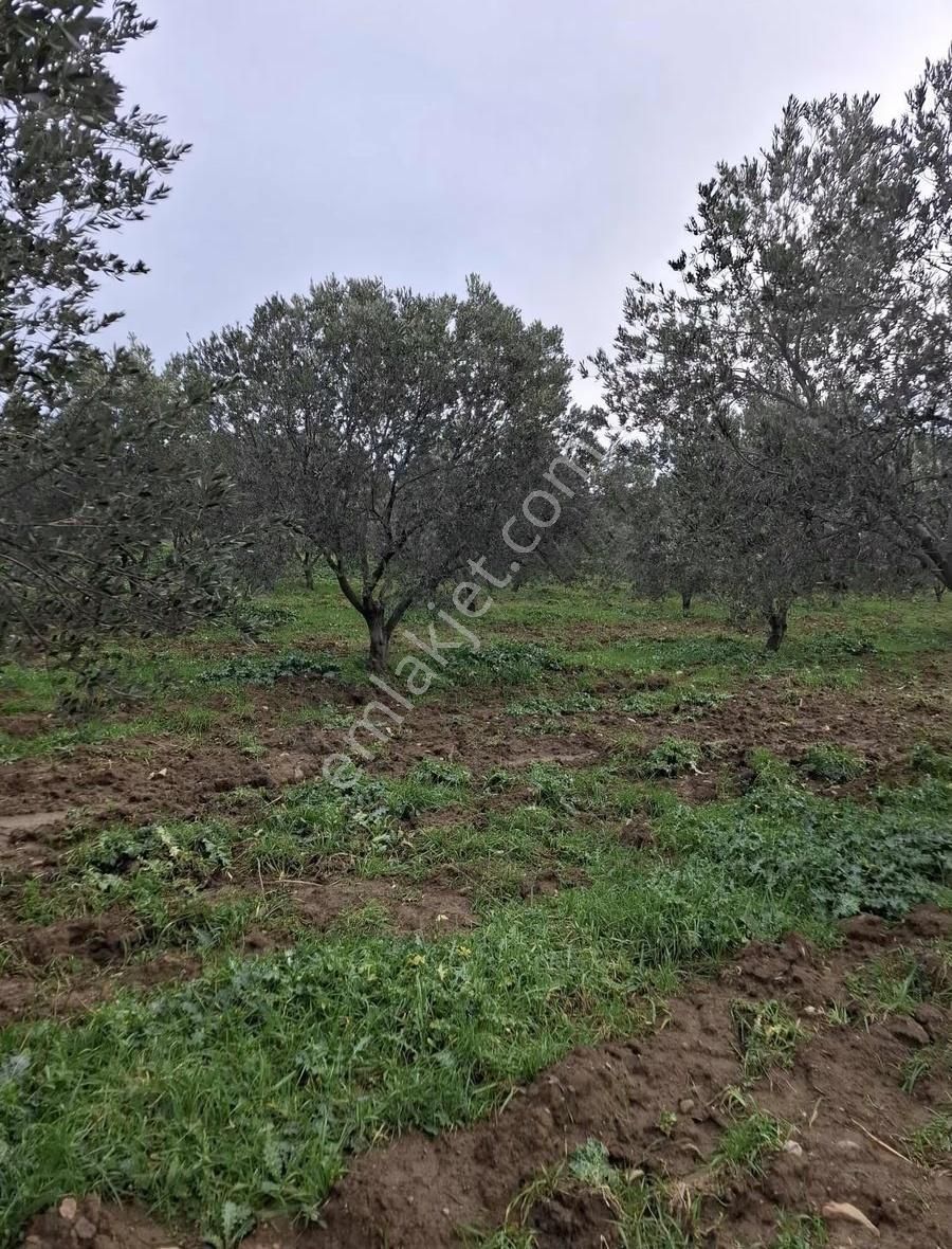Gömeç Neşe Emlak Tan Satılık Zeytin Likin - Görsel 12