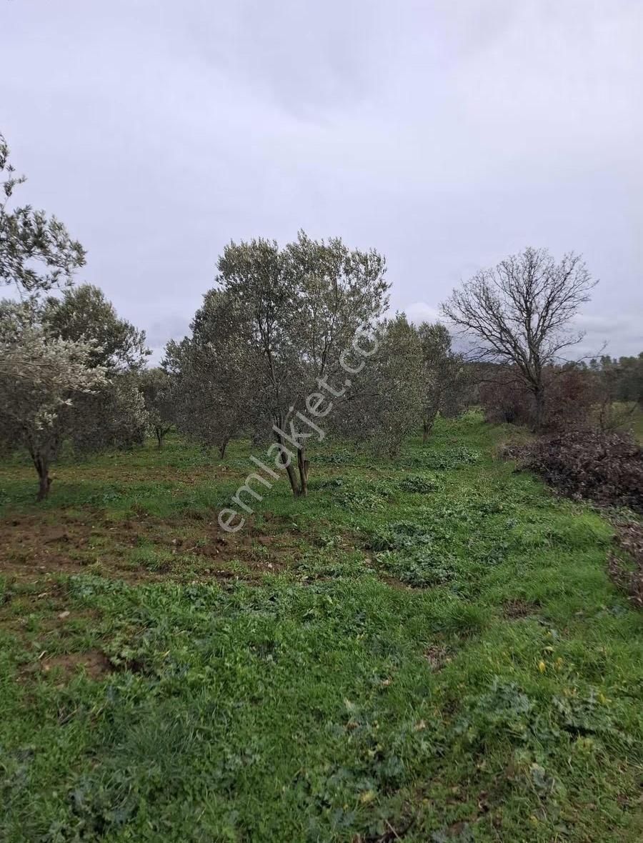 Gömeç Neşe Emlak Tan Satılık Zeytin Likin - Görsel 9