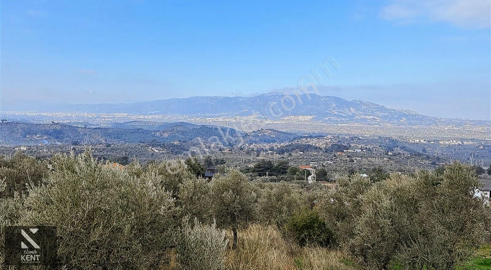 Kemalpaşa Yukarıkızılca Satılık İmar Sınırında 6250m2 Zeytinlik