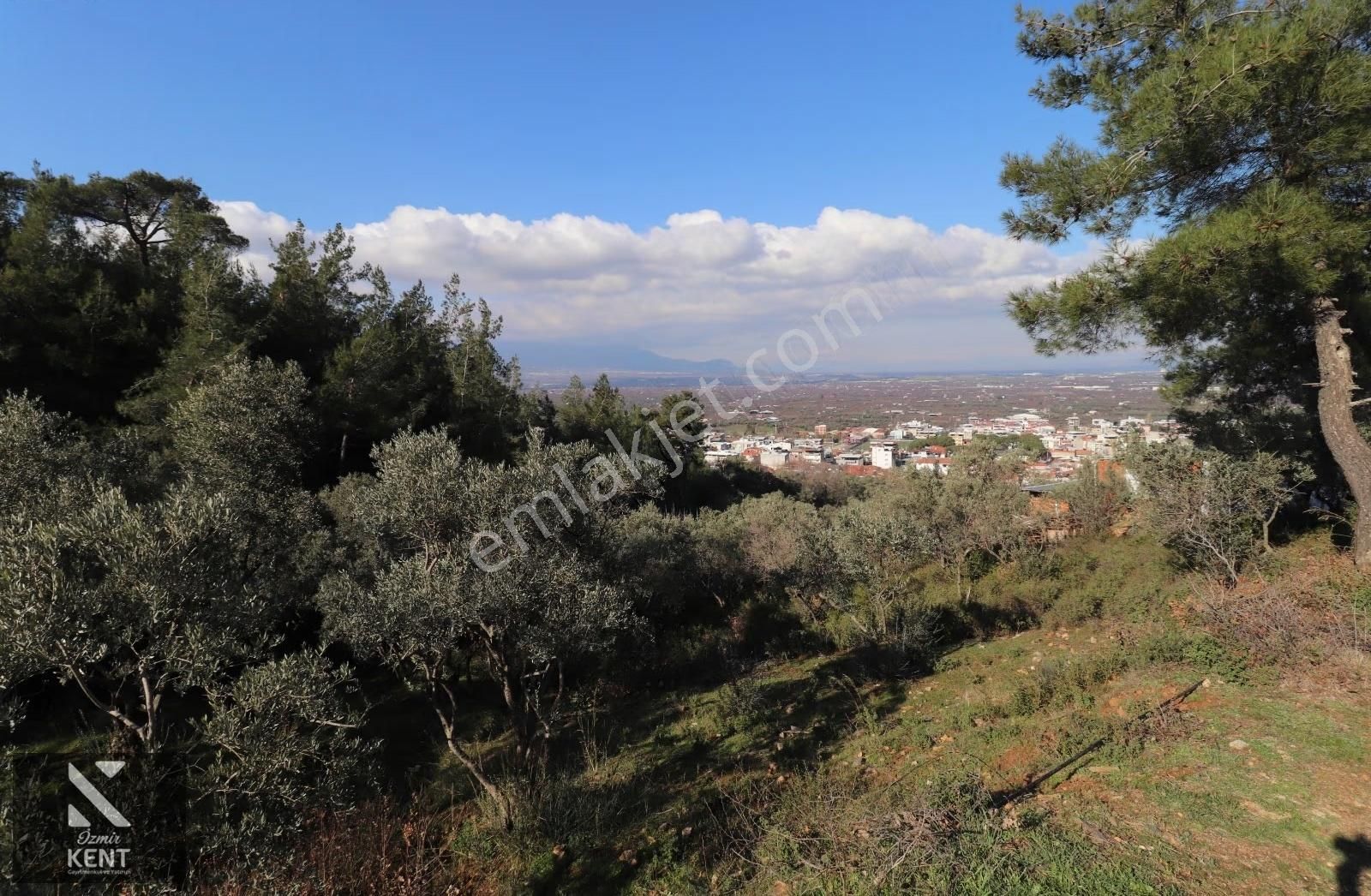 Kemalpaşa Bağyurdu Tek Tapu Satılık 758 M2 Zeytinlik