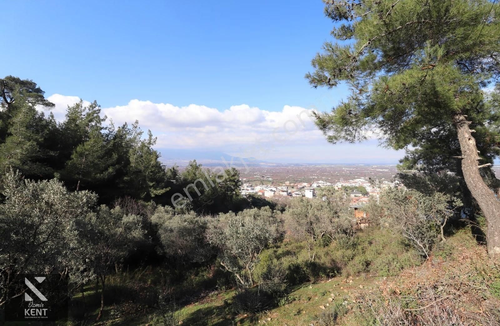 Kemalpaşa Bağyurdu Tek Tapu Satılık 758 M2 Zeytinlik - Görsel 6
