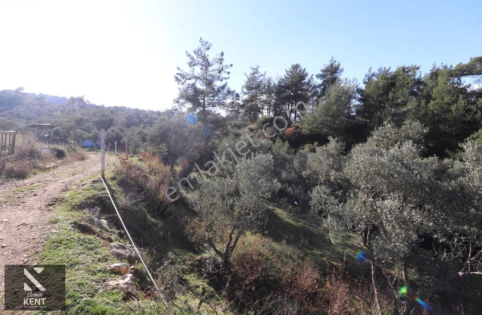 Kemalpaşa Bağyurdu Tek Tapu Satılık 758 M2 Zeytinlik - Görsel 4