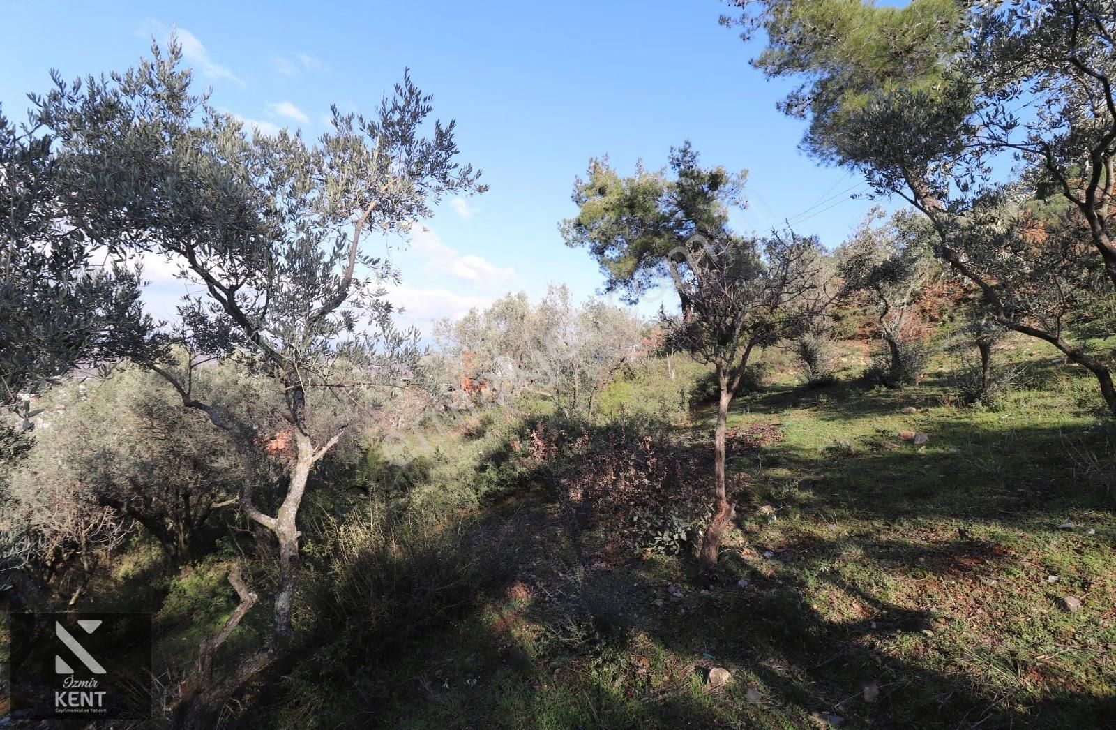Kemalpaşa Bağyurdu Tek Tapu Satılık 758 M2 Zeytinlik - Görsel 2