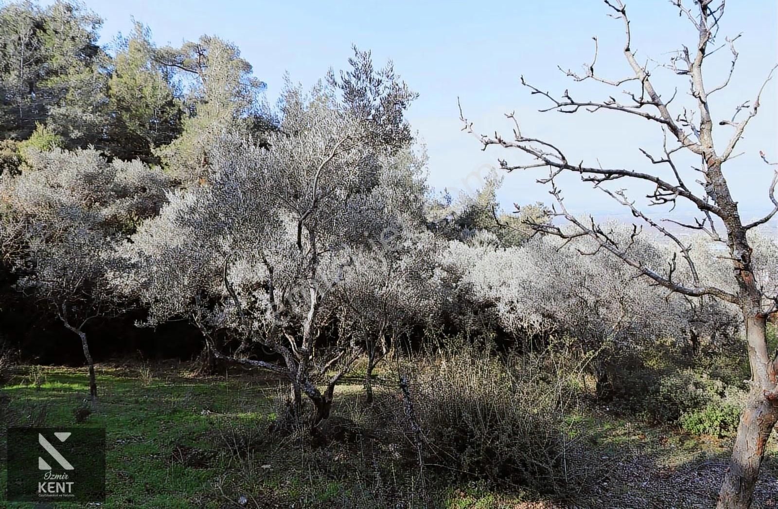 Kemalpaşa Bağyurdu Tek Tapu Satılık 758 M2 Zeytinlik - Görsel 3
