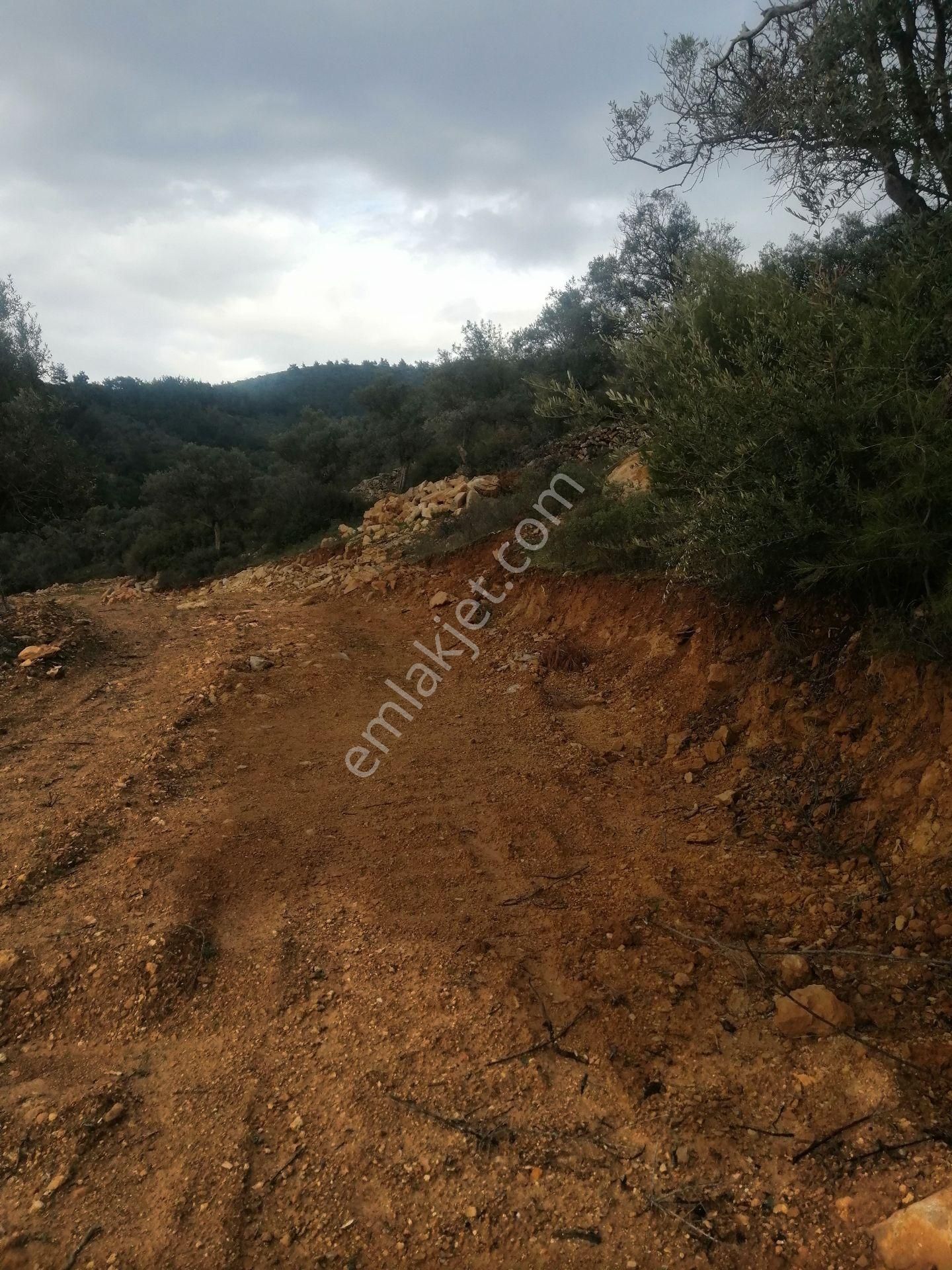 İzmir Torbalı Gold Emlaktan Satılık Zeytinlik - Görsel 8
