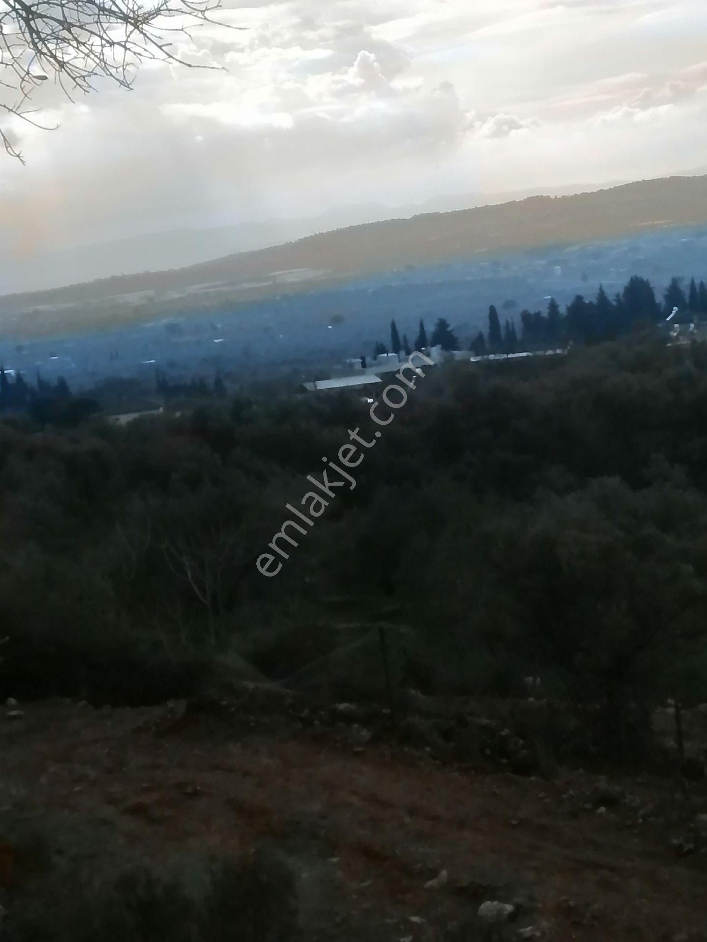 İzmir Torbalı Gold Emlaktan Satılık Zeytinlik - Görsel 21