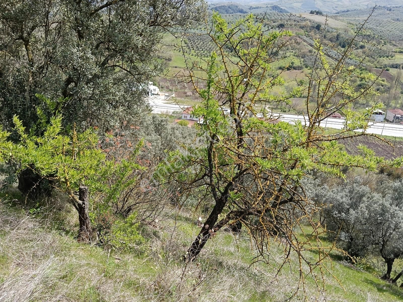 Gemlik Kurtul Da Yatırımlık Arazi - Görsel 4