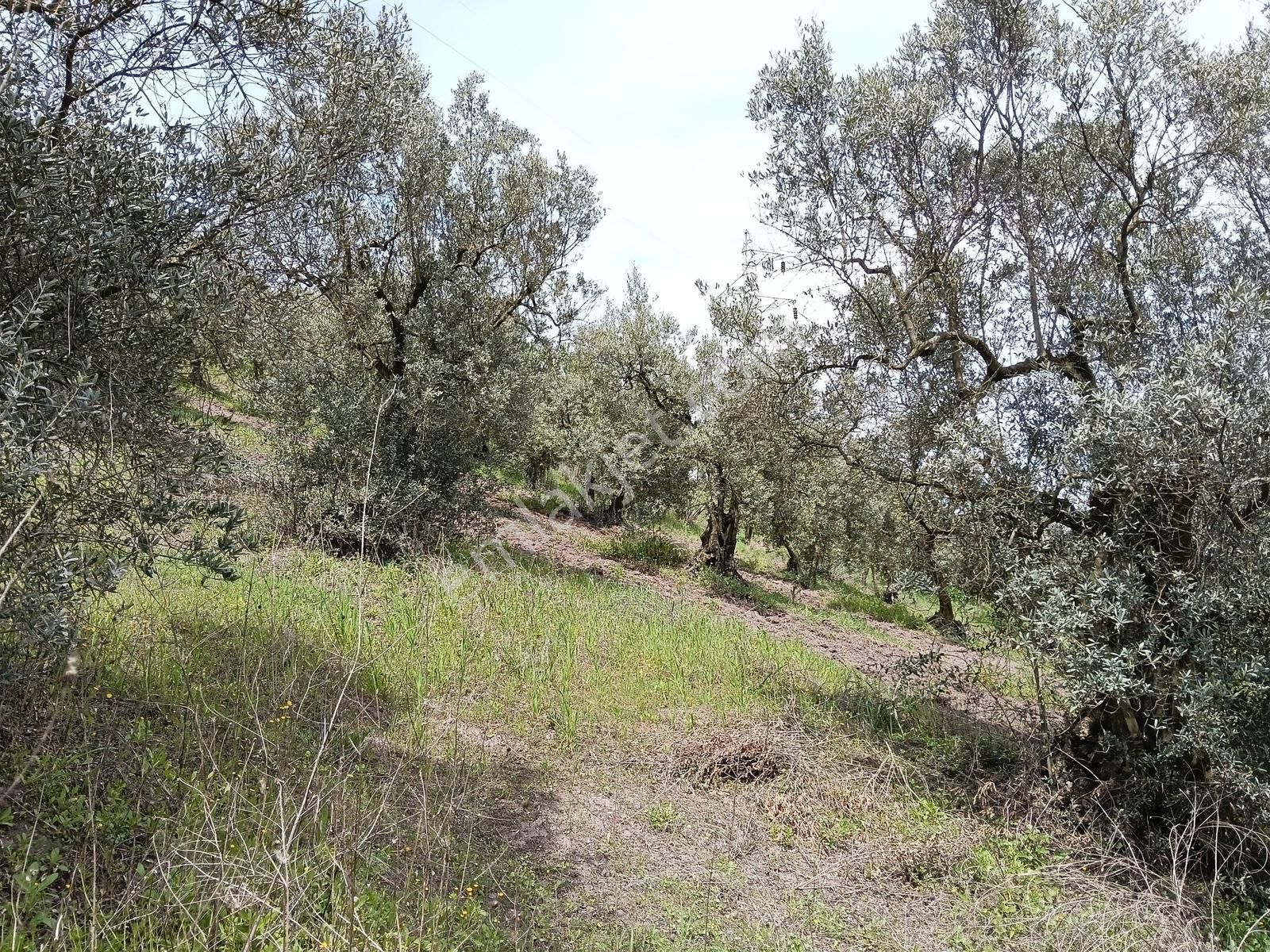 Gemlik Kurtul Da Yatırımlık Arazi - Görsel 3