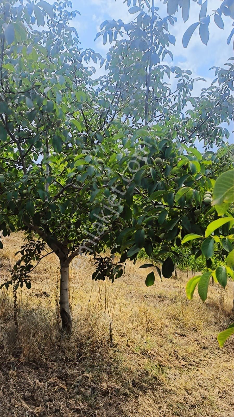 Bursa İnegöl Ceviz Bahçesi - Görsel 3