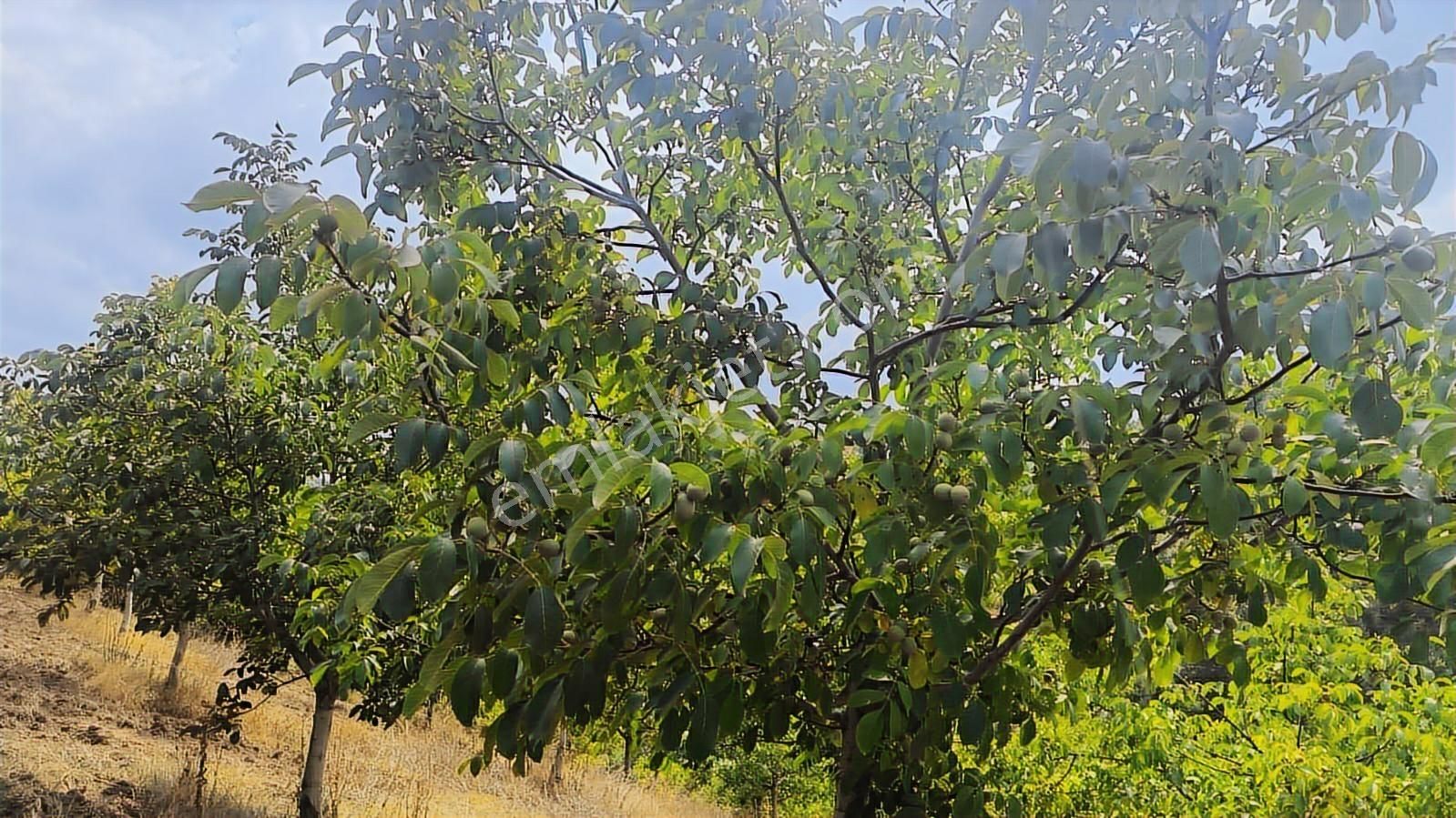 Bursa İnegöl Ceviz Bahçesi