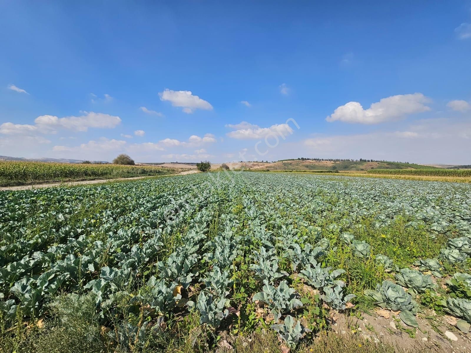 Mustafakemalpaşa Ovaazatlı Da Satılık Yolu Ve Suyu Olan Tarla - Görsel 6