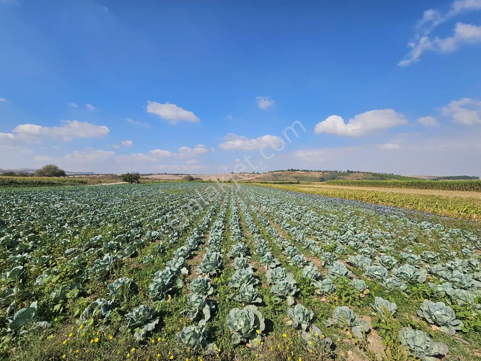 Mustafakemalpaşa Ovaazatlı Da Satılık Yolu Ve Suyu Olan Tarla