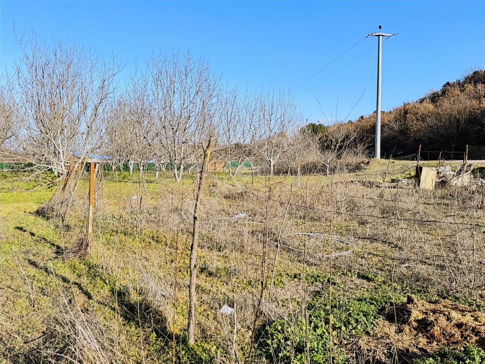 Yolçatı'da Hobi Bahçesine Uygun Tarla - Görsel 9