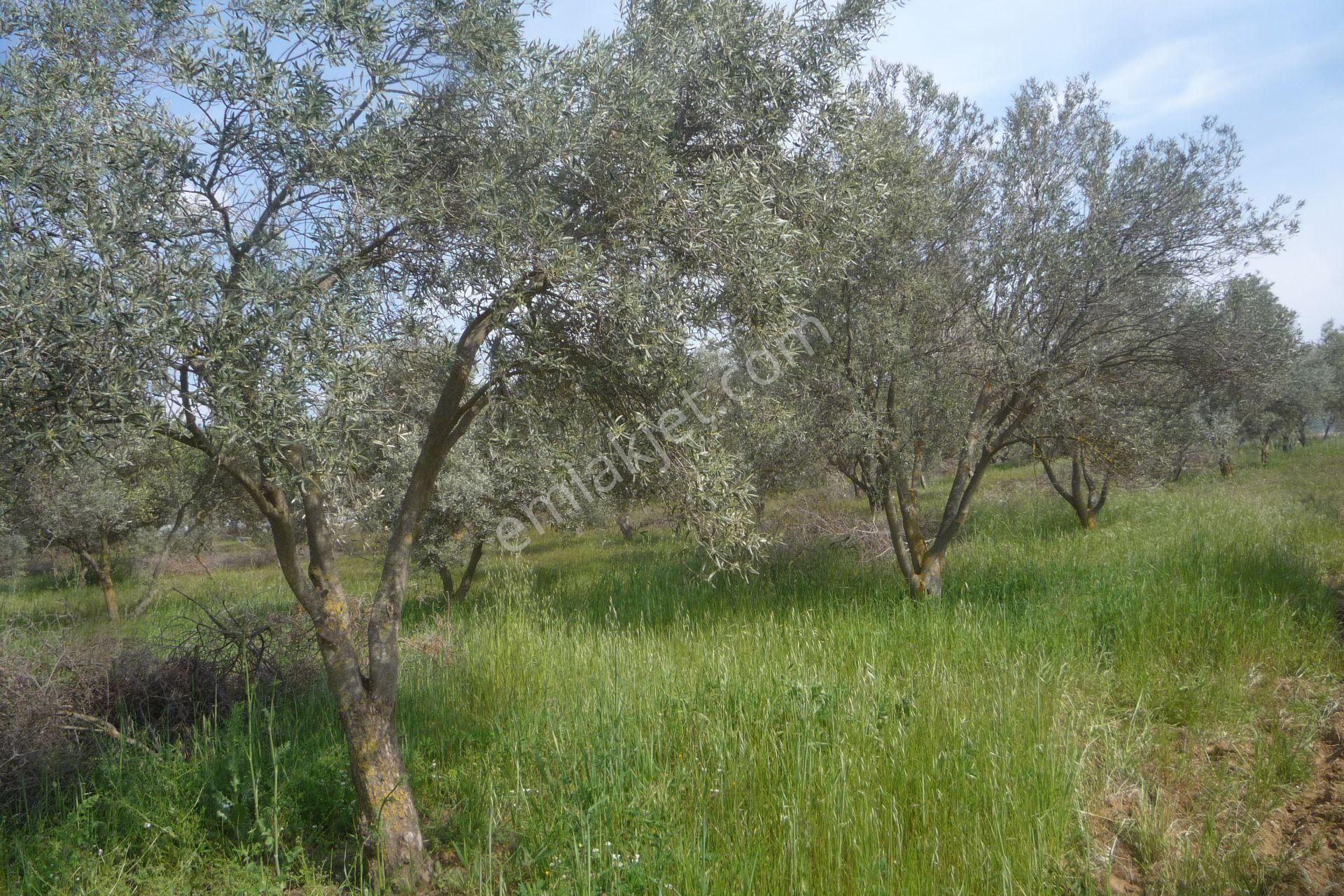 İzmir Torbalı Gold Emlaktan Satılık Verimli Zeytinlik