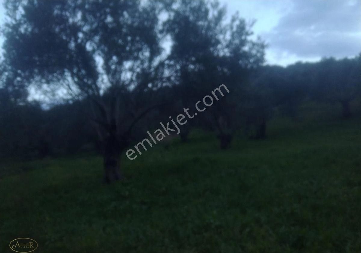 Balıkesir Burhaniye İmar Dibi 14 Dönüm Satılık Zeytinlik - Görsel 6