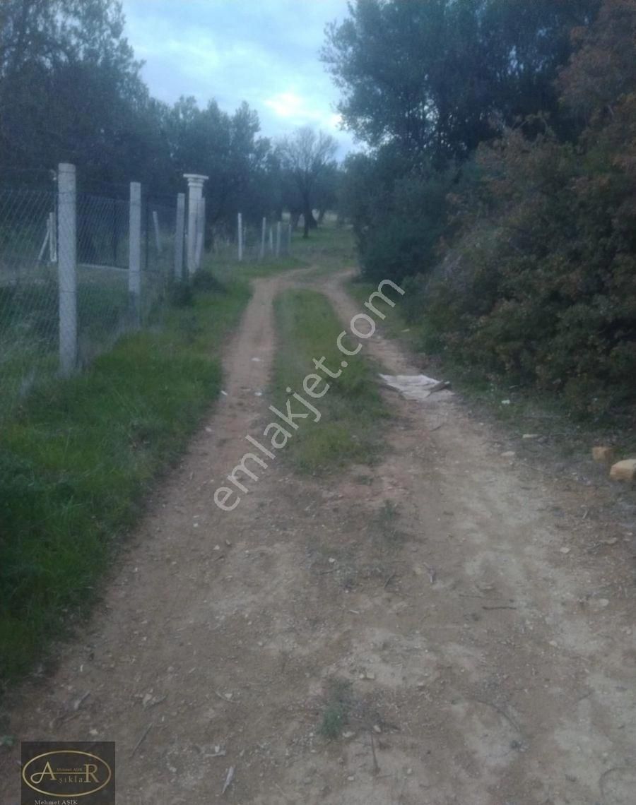 Balıkesir Burhaniye İmar Dibi 14 Dönüm Satılık Zeytinlik - Görsel 13