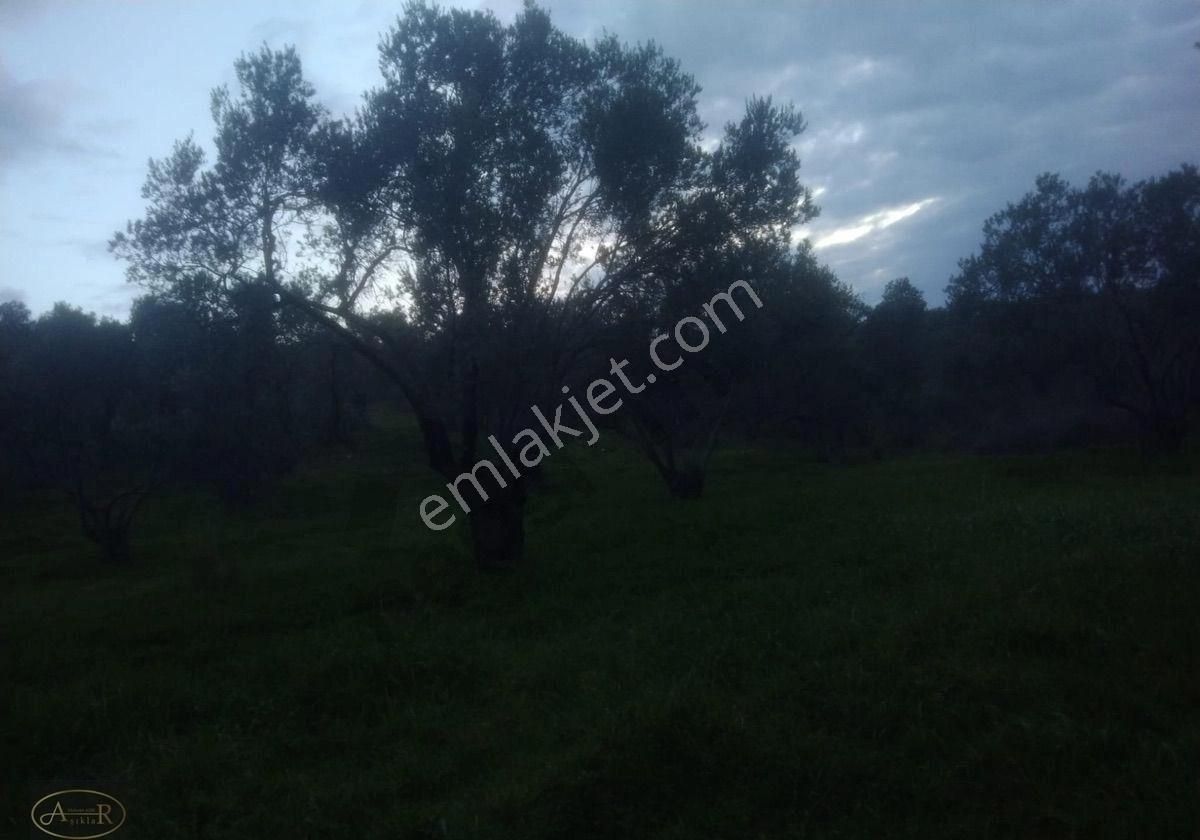 Balıkesir Burhaniye İmar Dibi 14 Dönüm Satılık Zeytinlik - Görsel 4