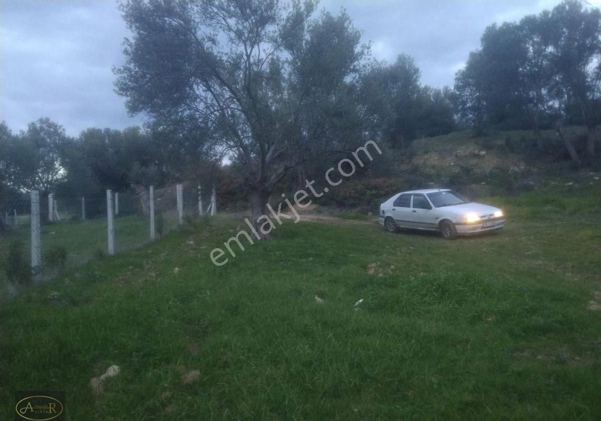Balıkesir Burhaniye İmar Dibi 14 Dönüm Satılık Zeytinlik - Görsel 9