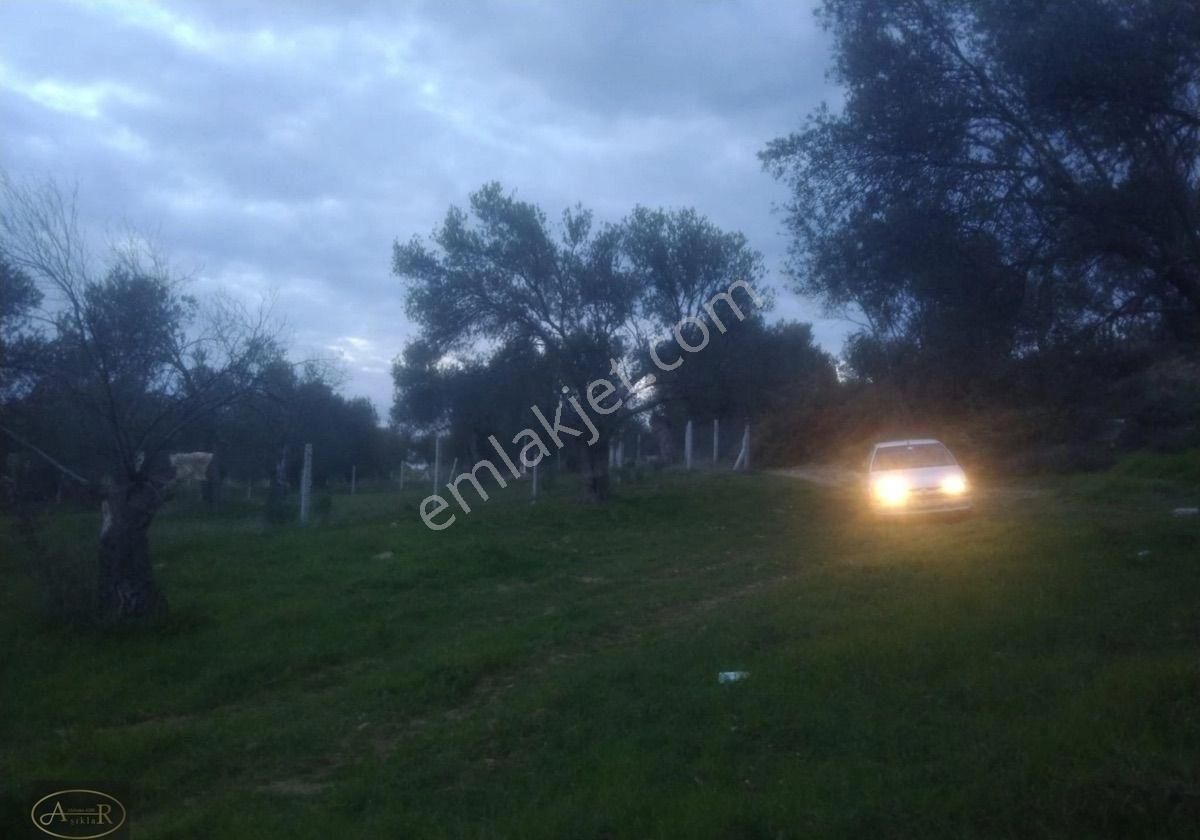 Balıkesir Burhaniye İmar Dibi 14 Dönüm Satılık Zeytinlik - Görsel 7