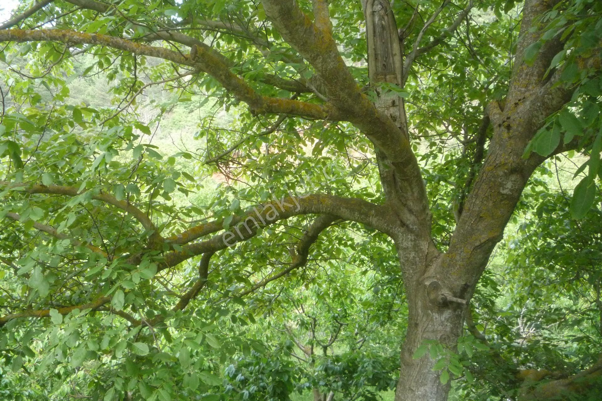 İzmir Torbalı Gold Emlaktan Harika Satılık Bahçe.. - Görsel 5