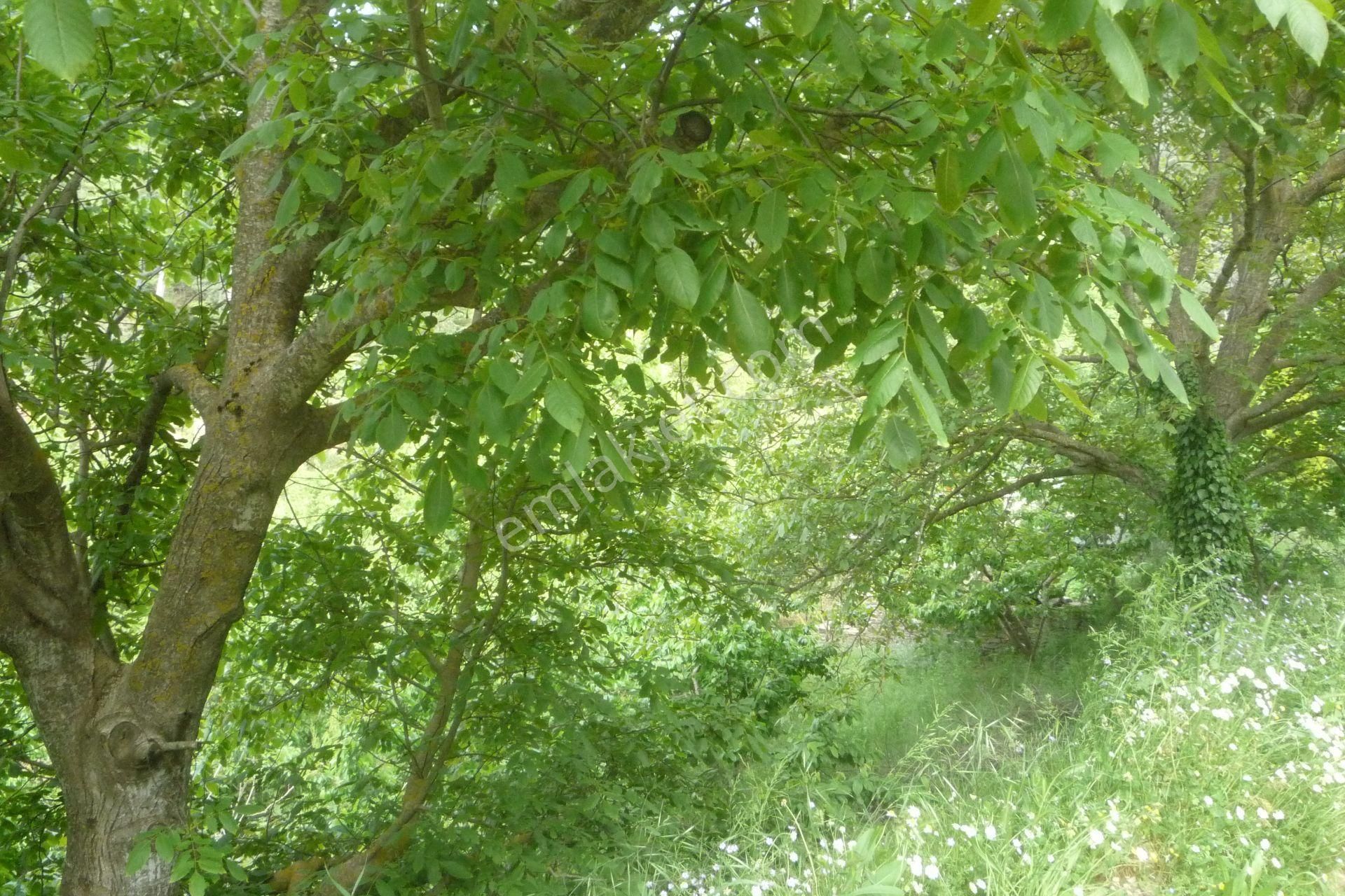 İzmir Torbalı Gold Emlaktan Harika Satılık Bahçe.. - Görsel 4