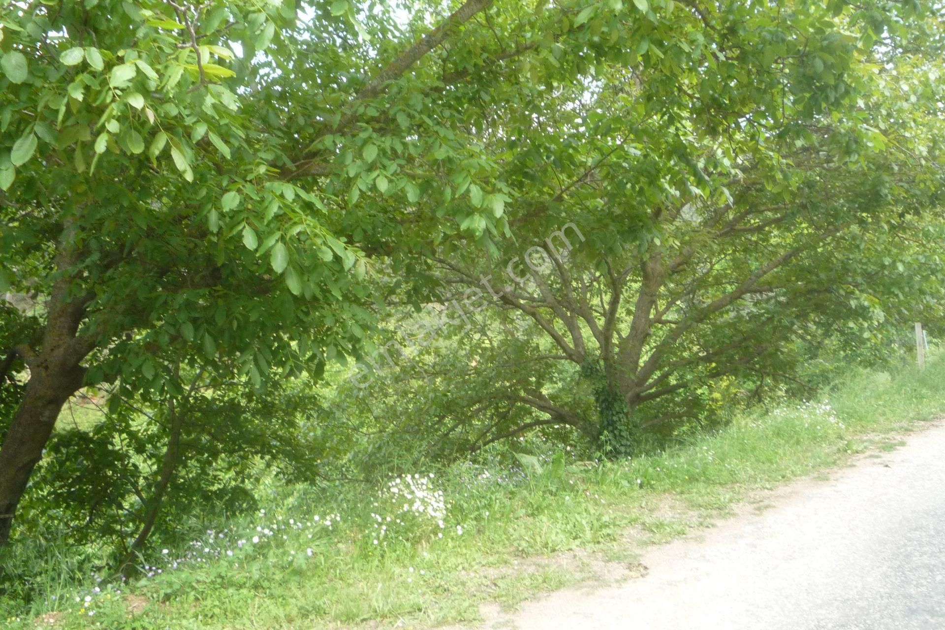 İzmir Torbalı Gold Emlaktan Harika Satılık Bahçe.. - Görsel 3